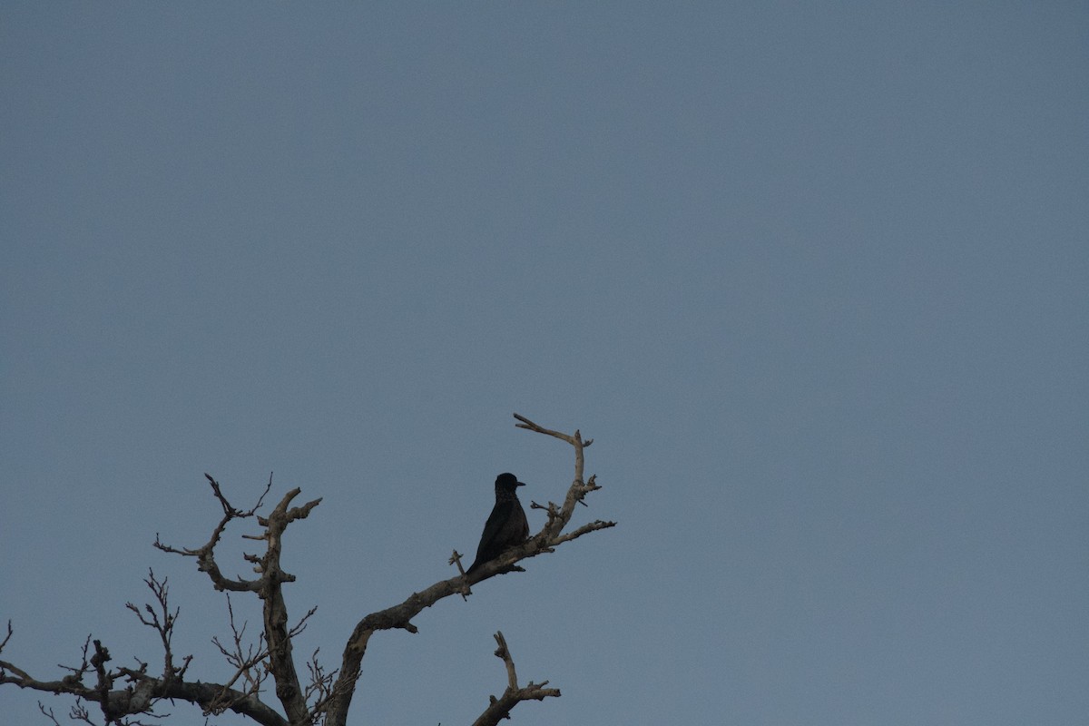 Lewis's Woodpecker - ML646224340
