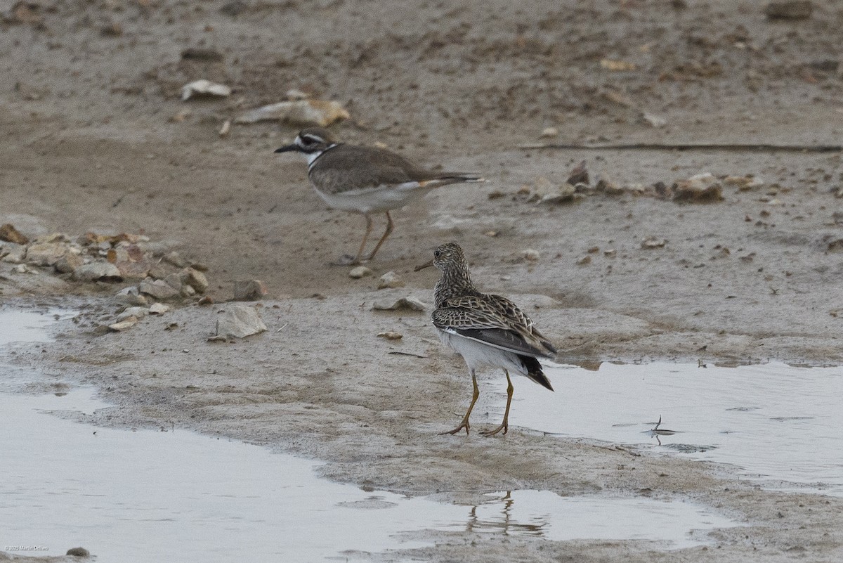 Побережник арктичний - ML646224347