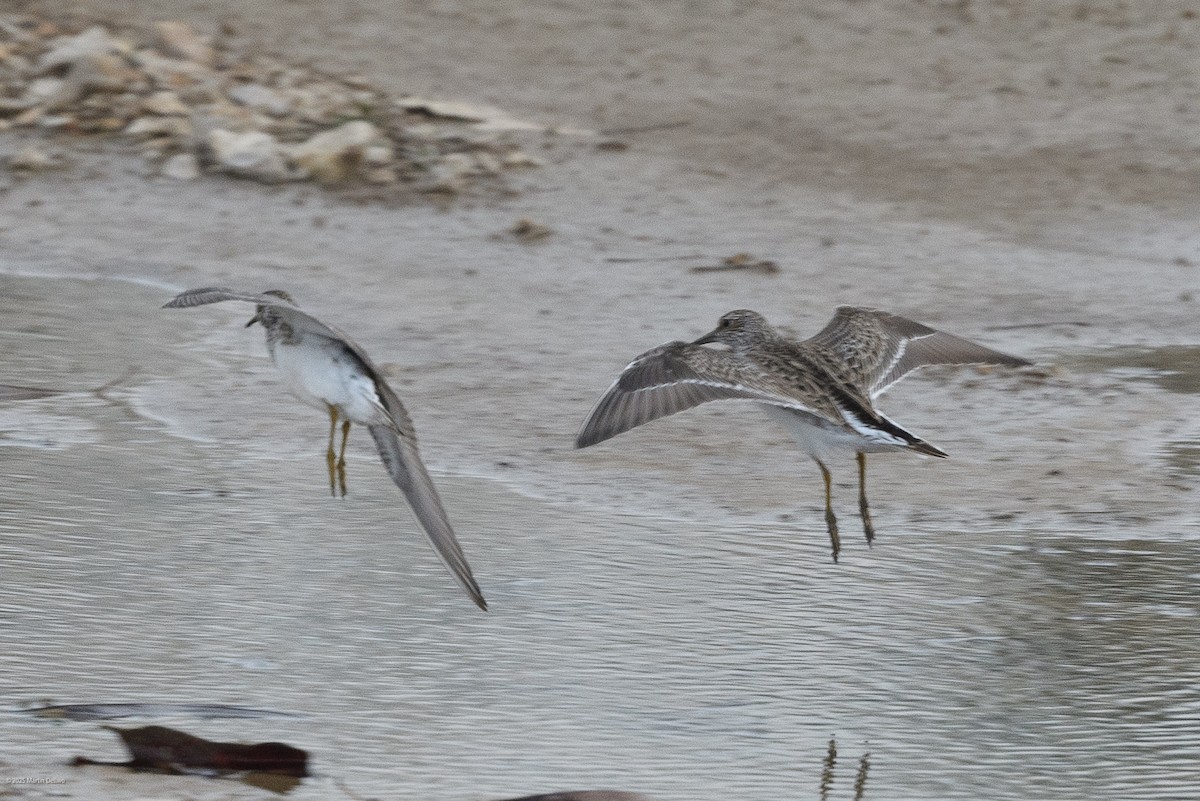 Побережник арктичний - ML646224348