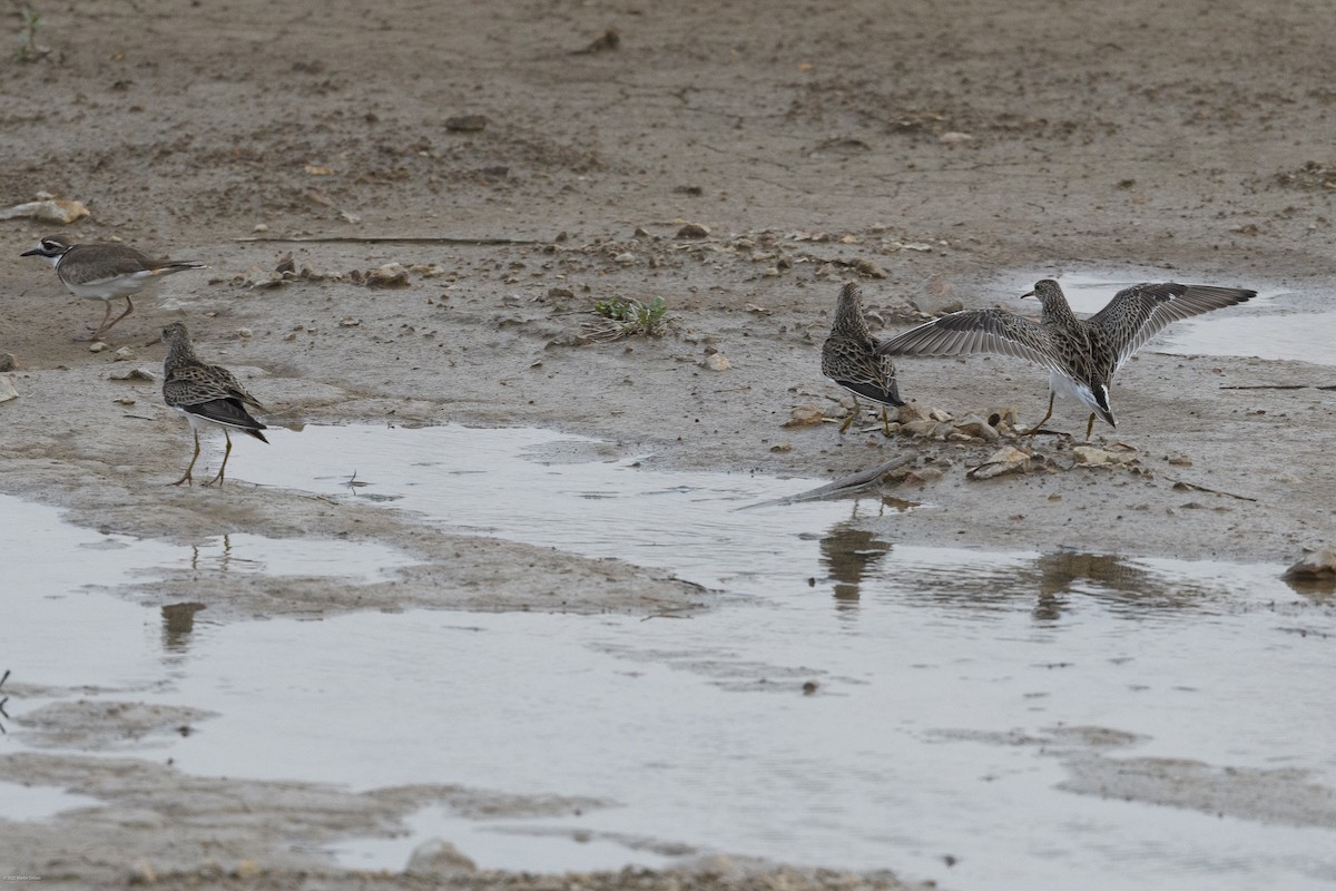 Побережник арктичний - ML646224349