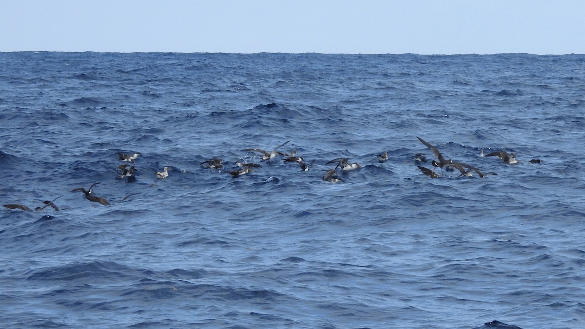 Cory's/Scopoli's Shearwater - ML646224350