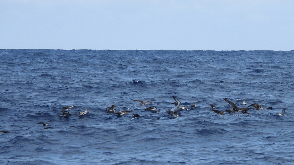 Cory's/Scopoli's Shearwater - ML646224362