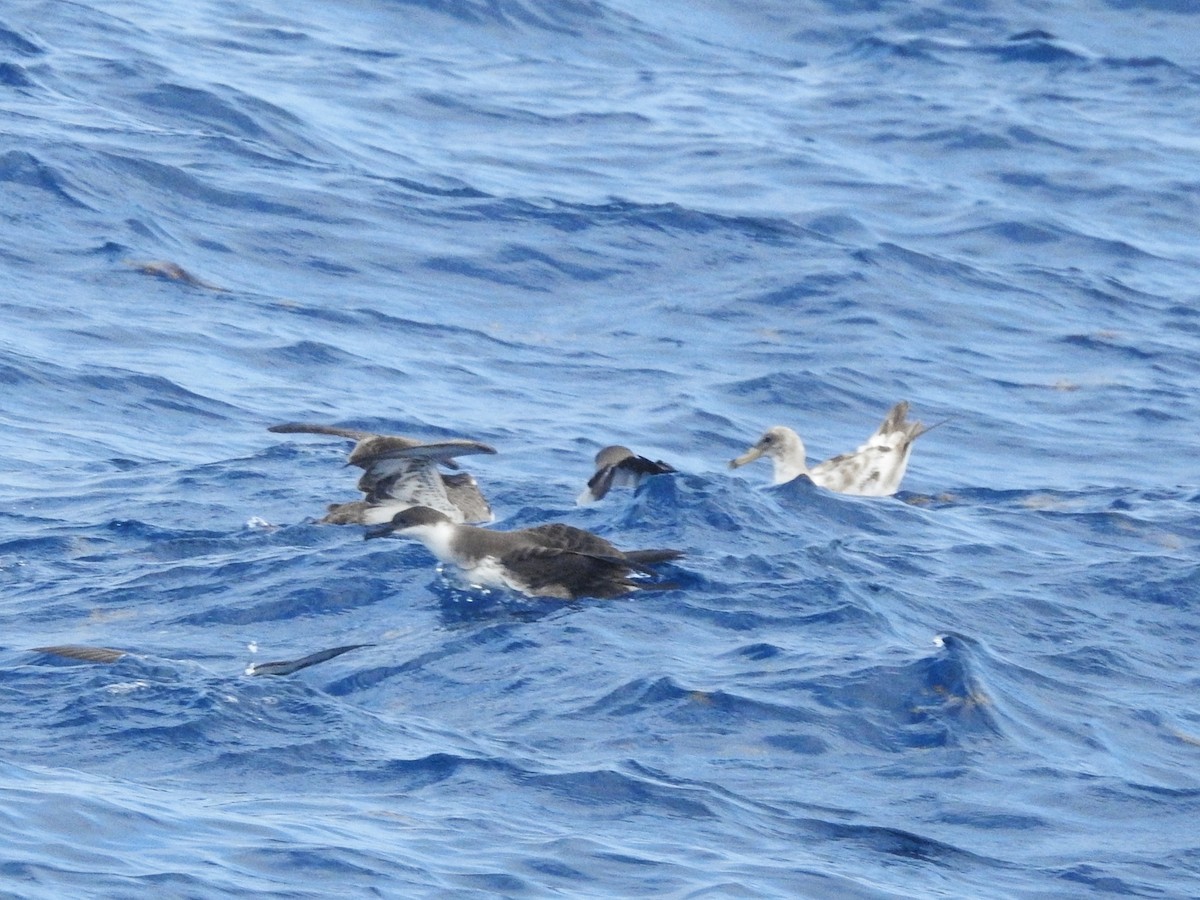 Cory's/Scopoli's Shearwater - ML646224364