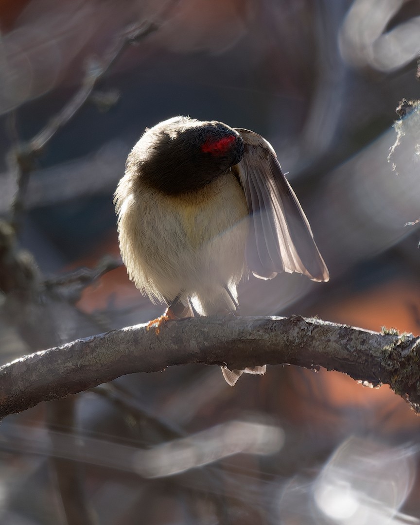Ruby-crowned Kinglet - ML646224368