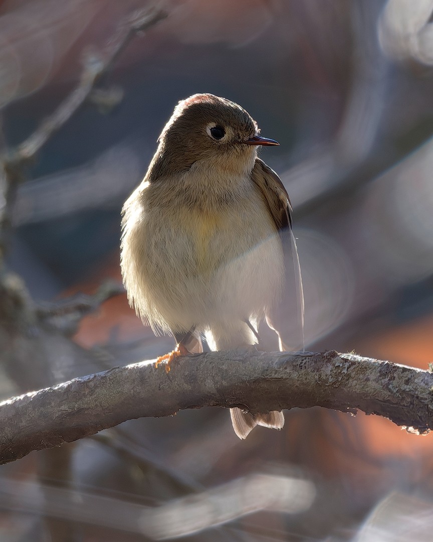 Ruby-crowned Kinglet - ML646224369
