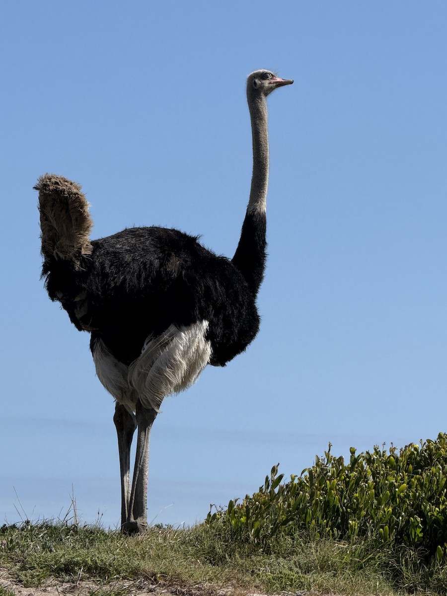 Common Ostrich - ML646224370