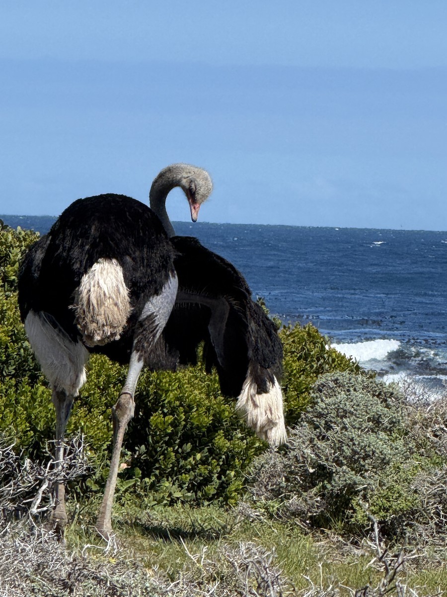 Common Ostrich - ML646224371