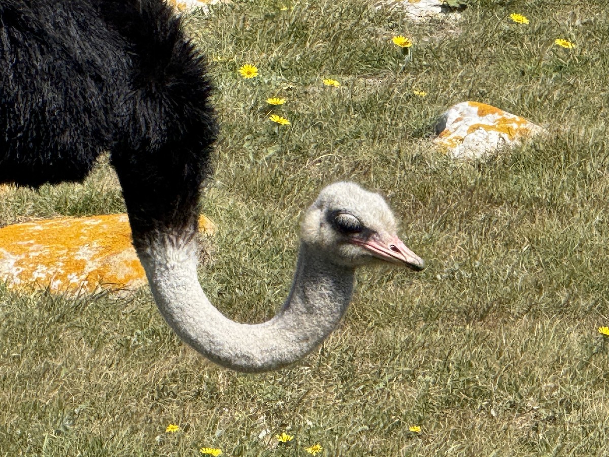 Common Ostrich - ML646224372
