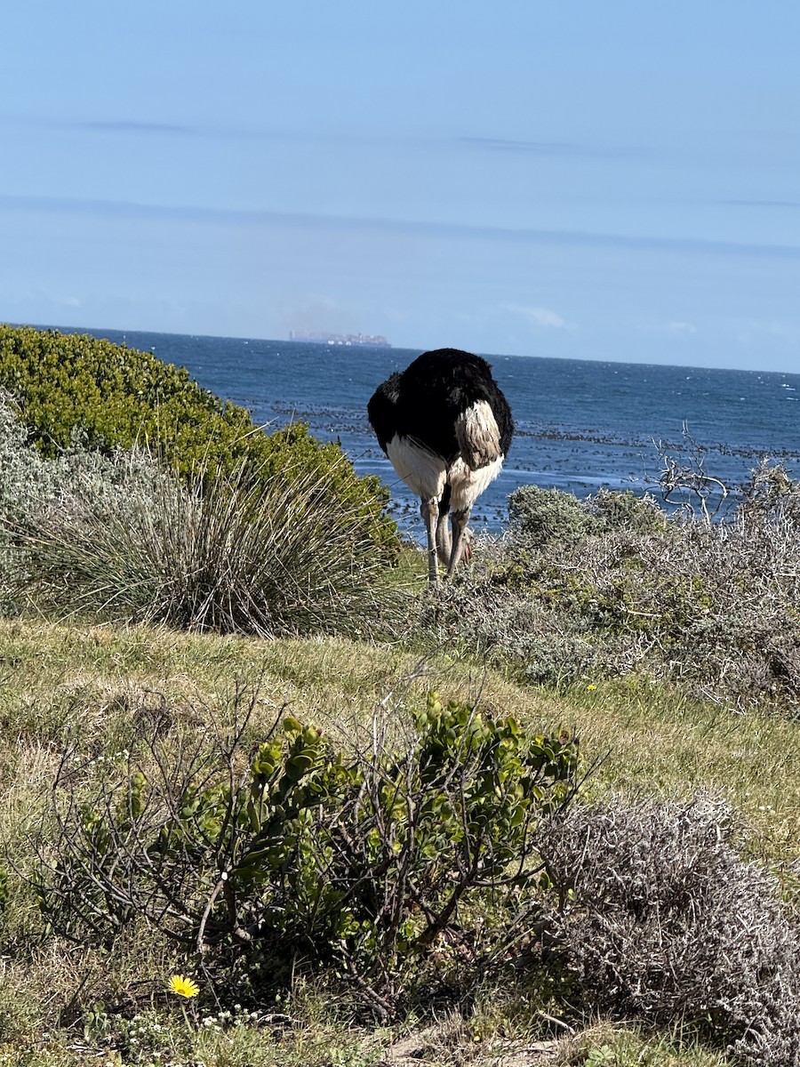 Common Ostrich - ML646224373