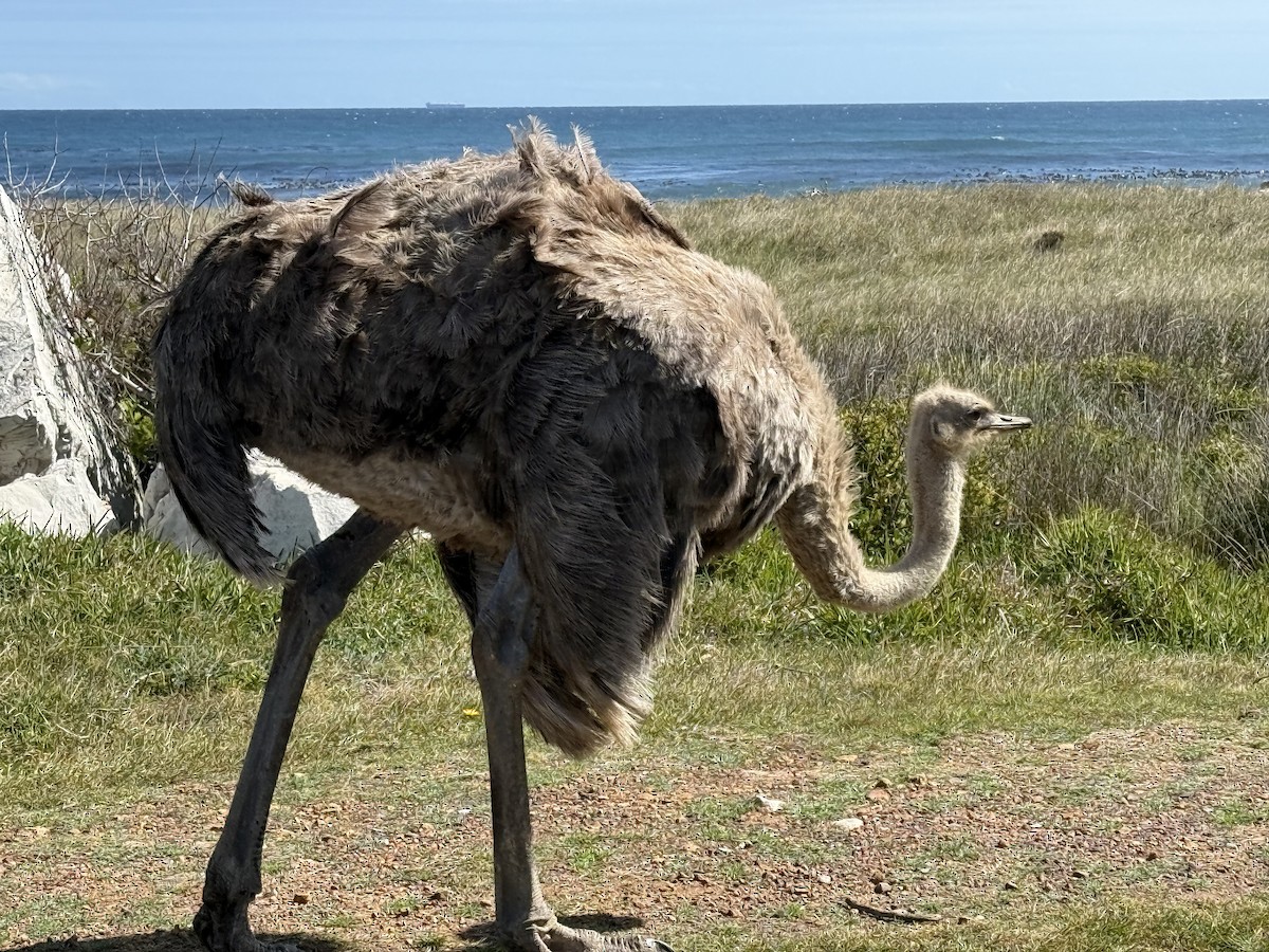 Common Ostrich - ML646224374