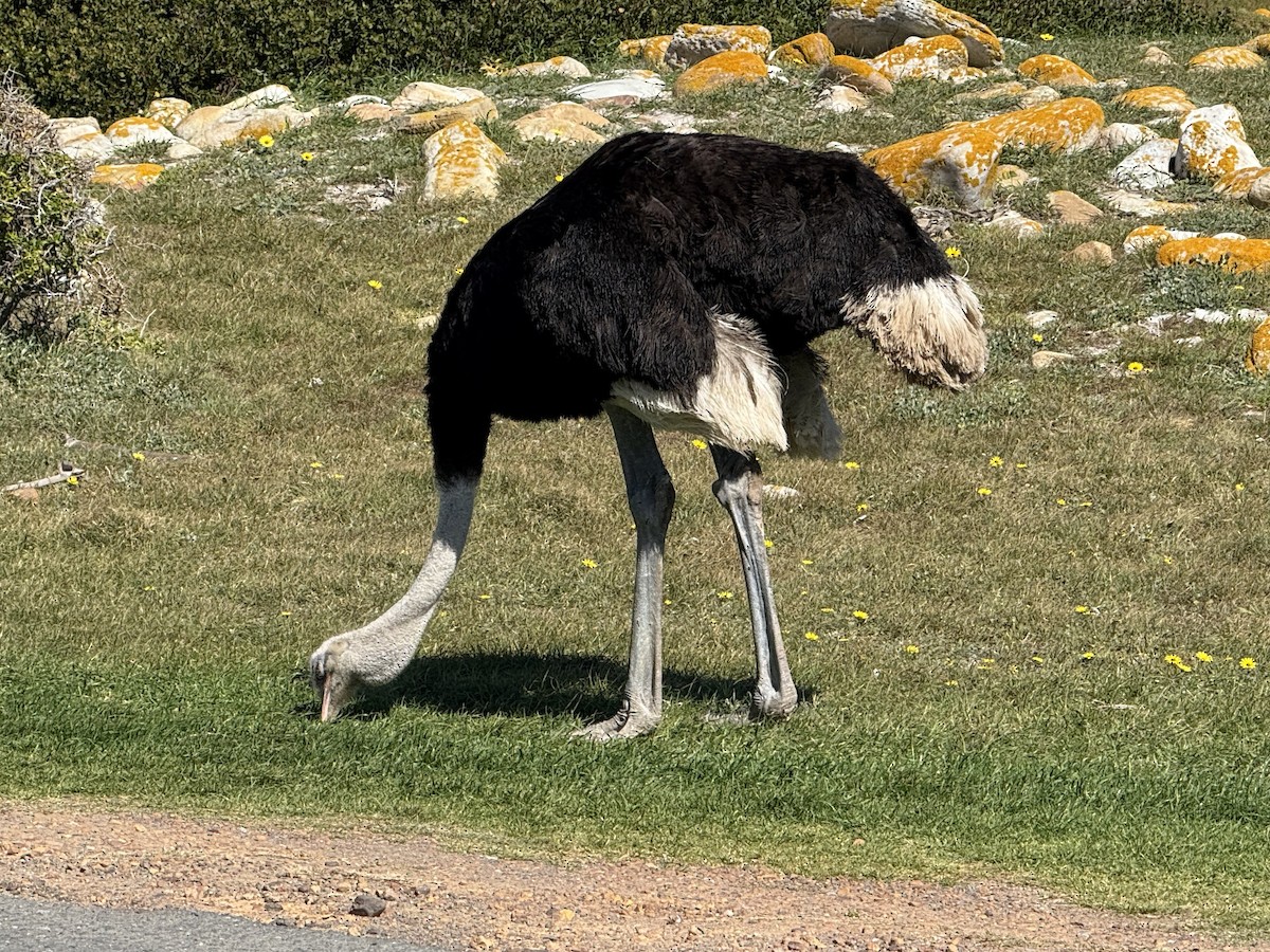Common Ostrich - ML646224375