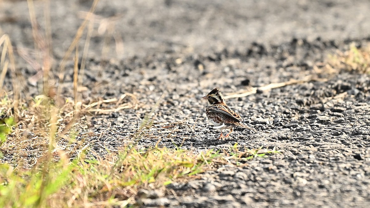 Zigolo boschereccio - ML646224377