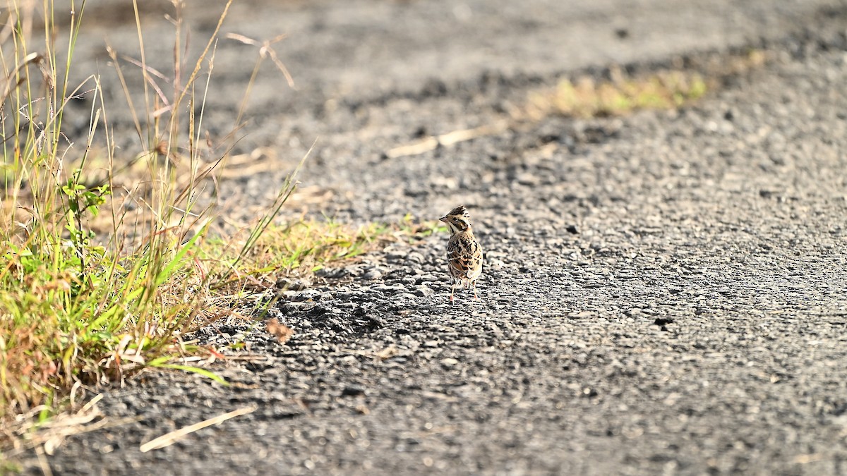 Zigolo boschereccio - ML646224378