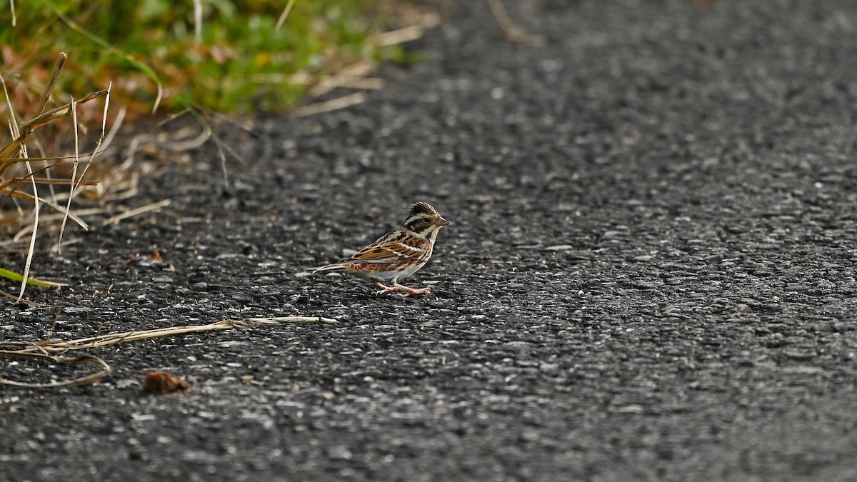 Zigolo boschereccio - ML646224379