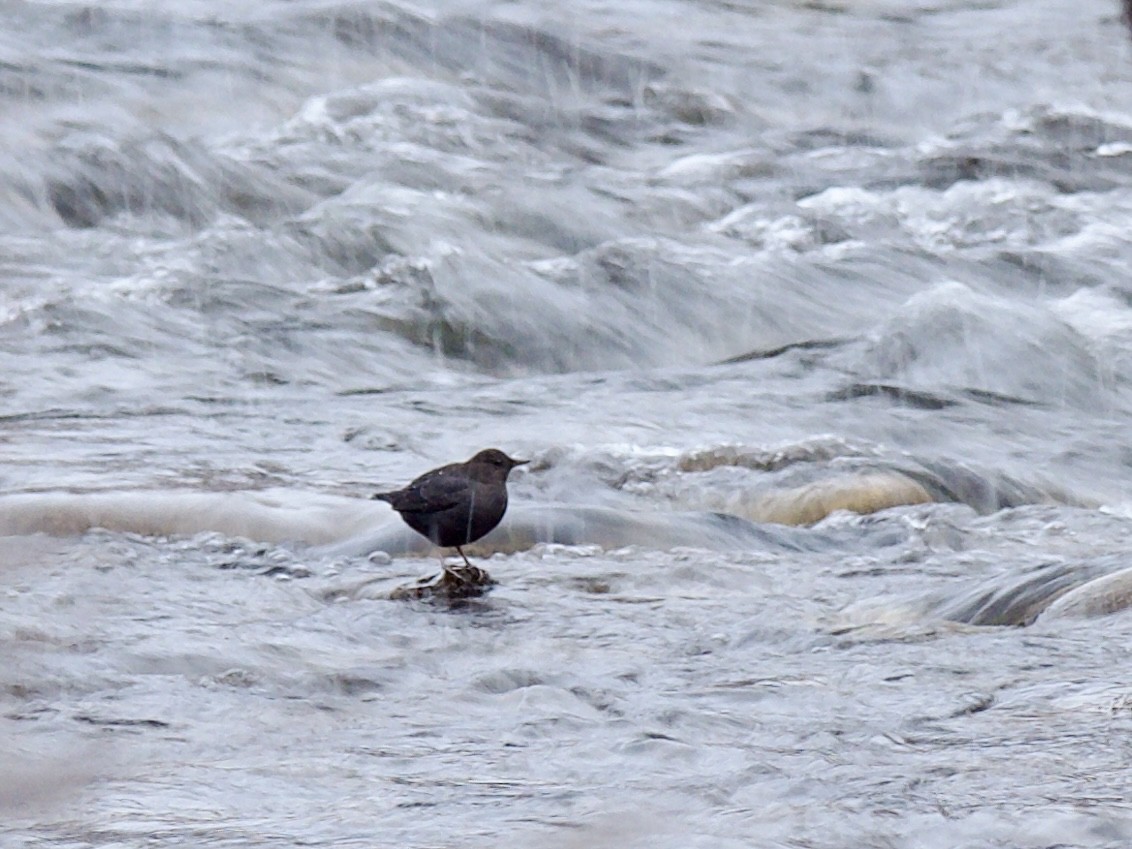 American Dipper - ML646224393