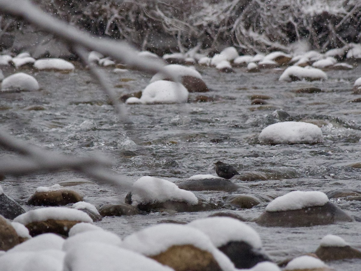 American Dipper - ML646224394