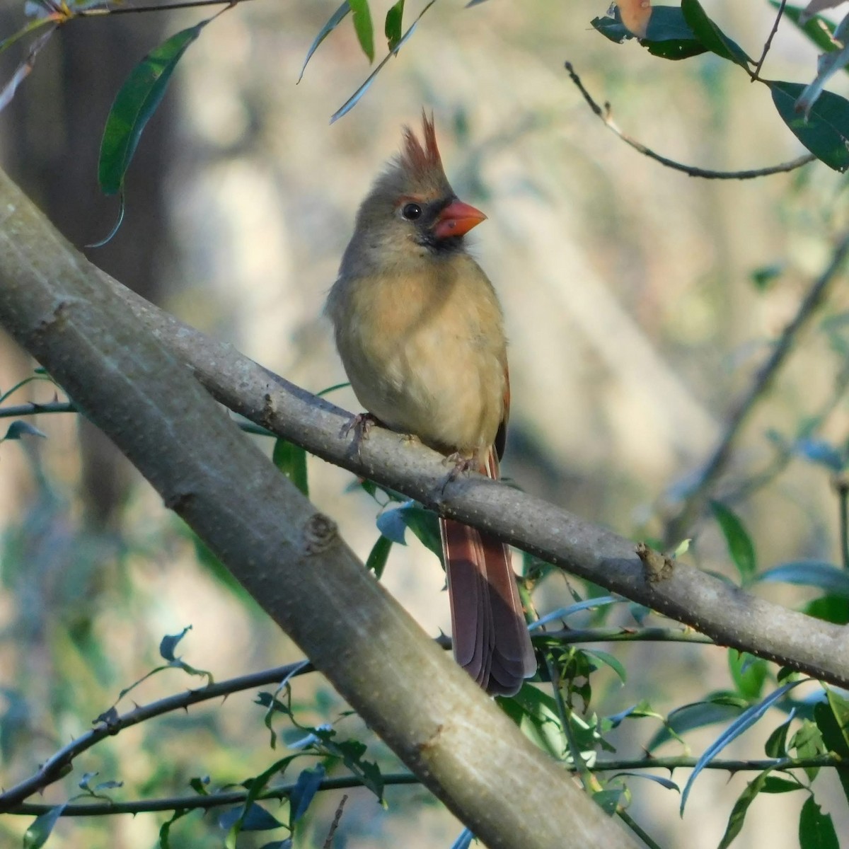 Northern Cardinal - ML646224395
