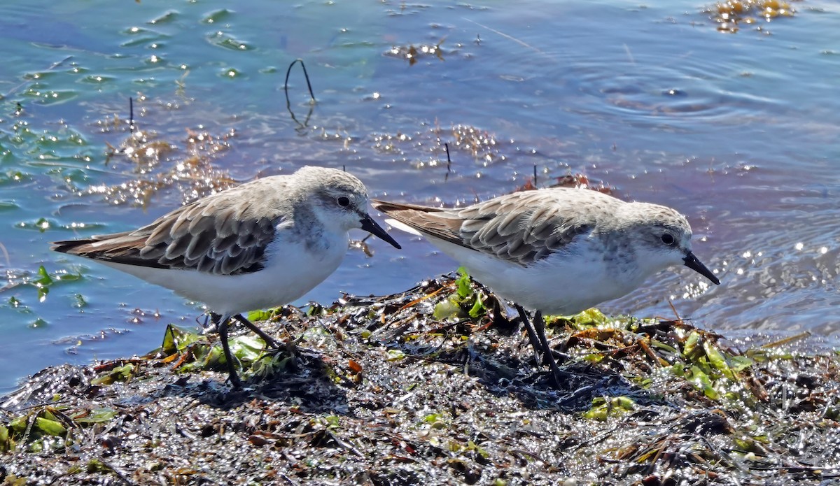 Red-necked Stint - ML646224397