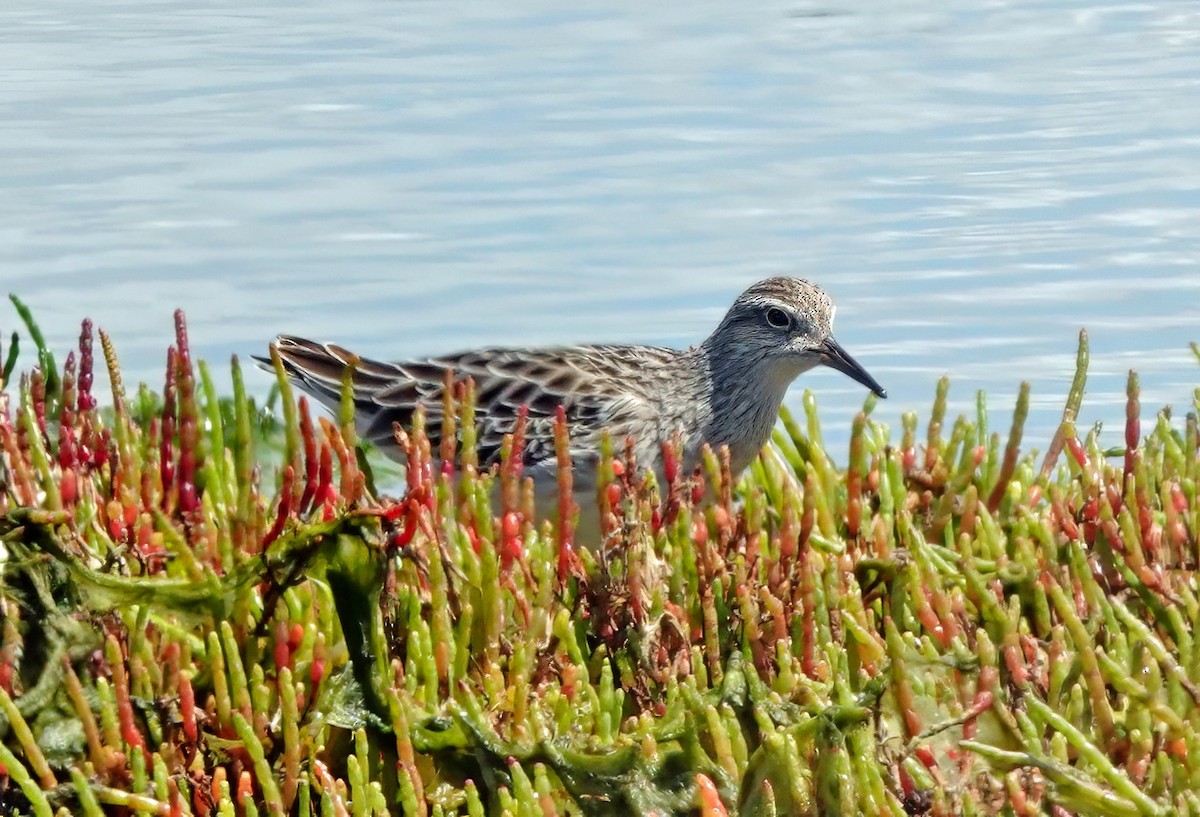 Sharp-tailed Sandpiper - ML646224403