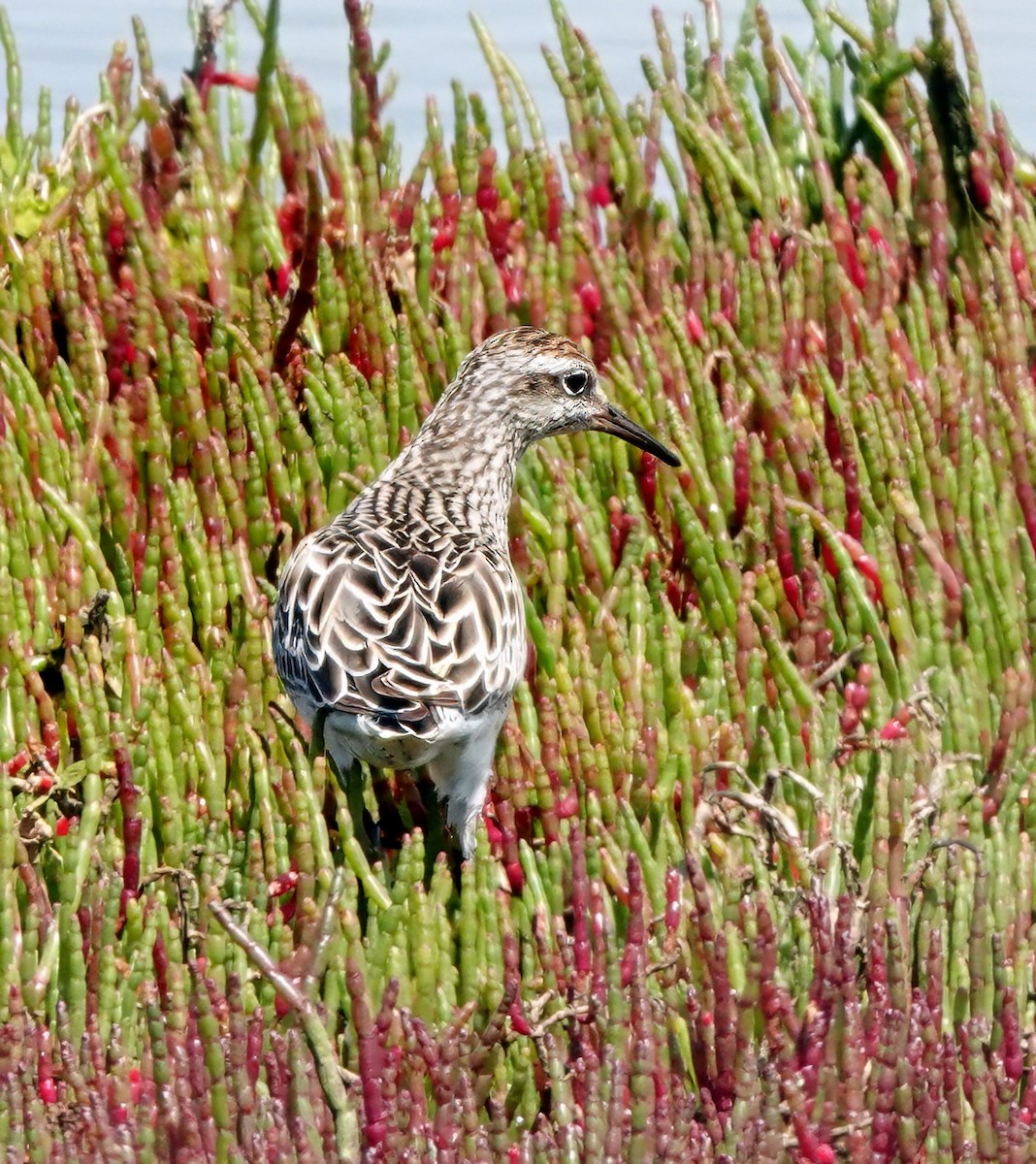 Sharp-tailed Sandpiper - ML646224404