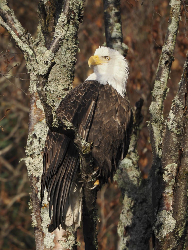 Pygargue à tête blanche - ML646224405