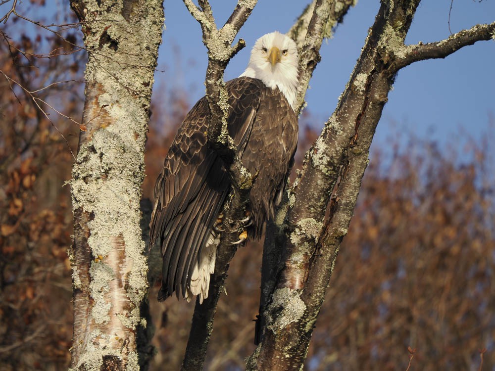 Pygargue à tête blanche - ML646224406