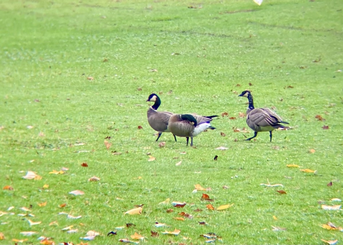 小加拿大雁 - ML646224410