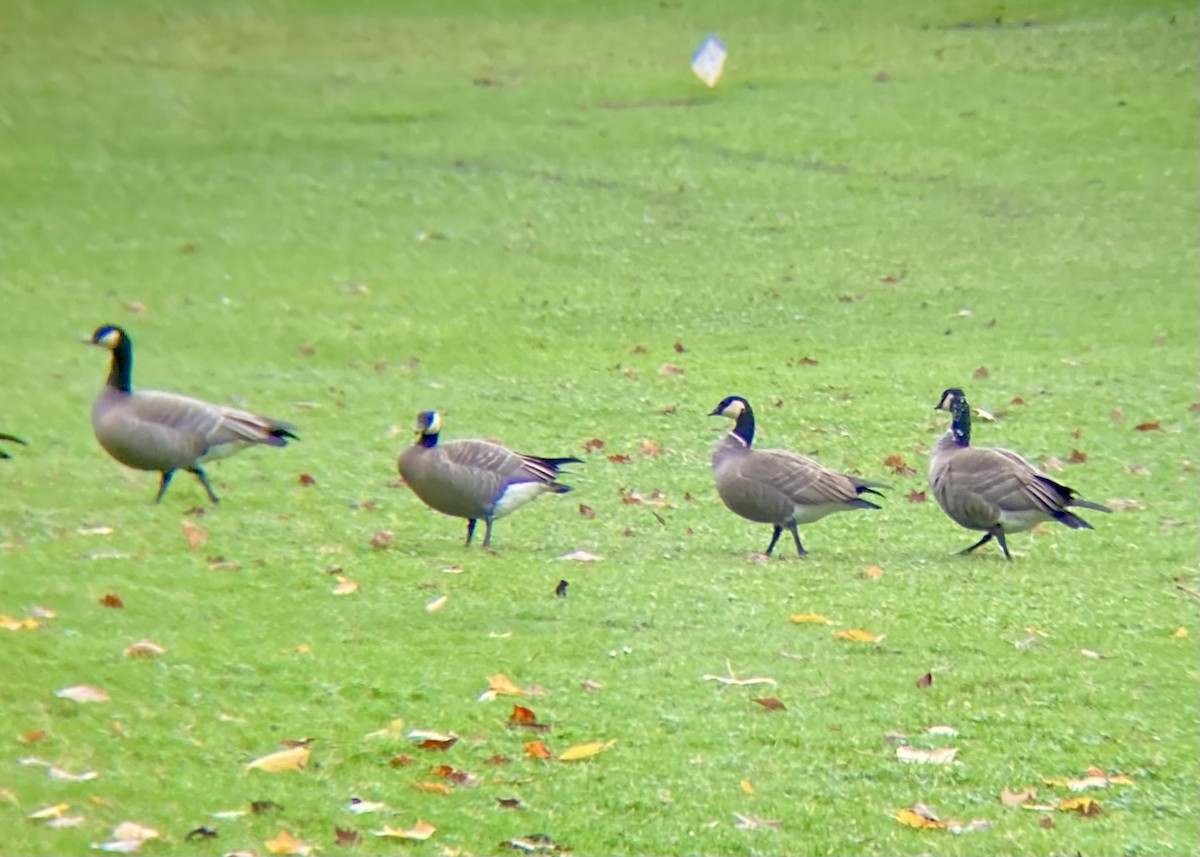 小加拿大雁 - ML646224411