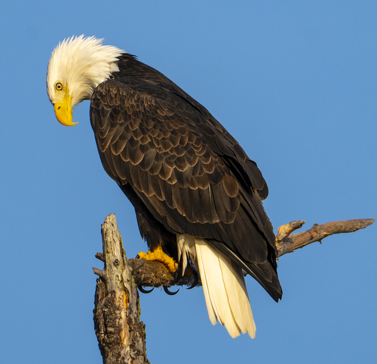 Pygargue à tête blanche - ML646224412