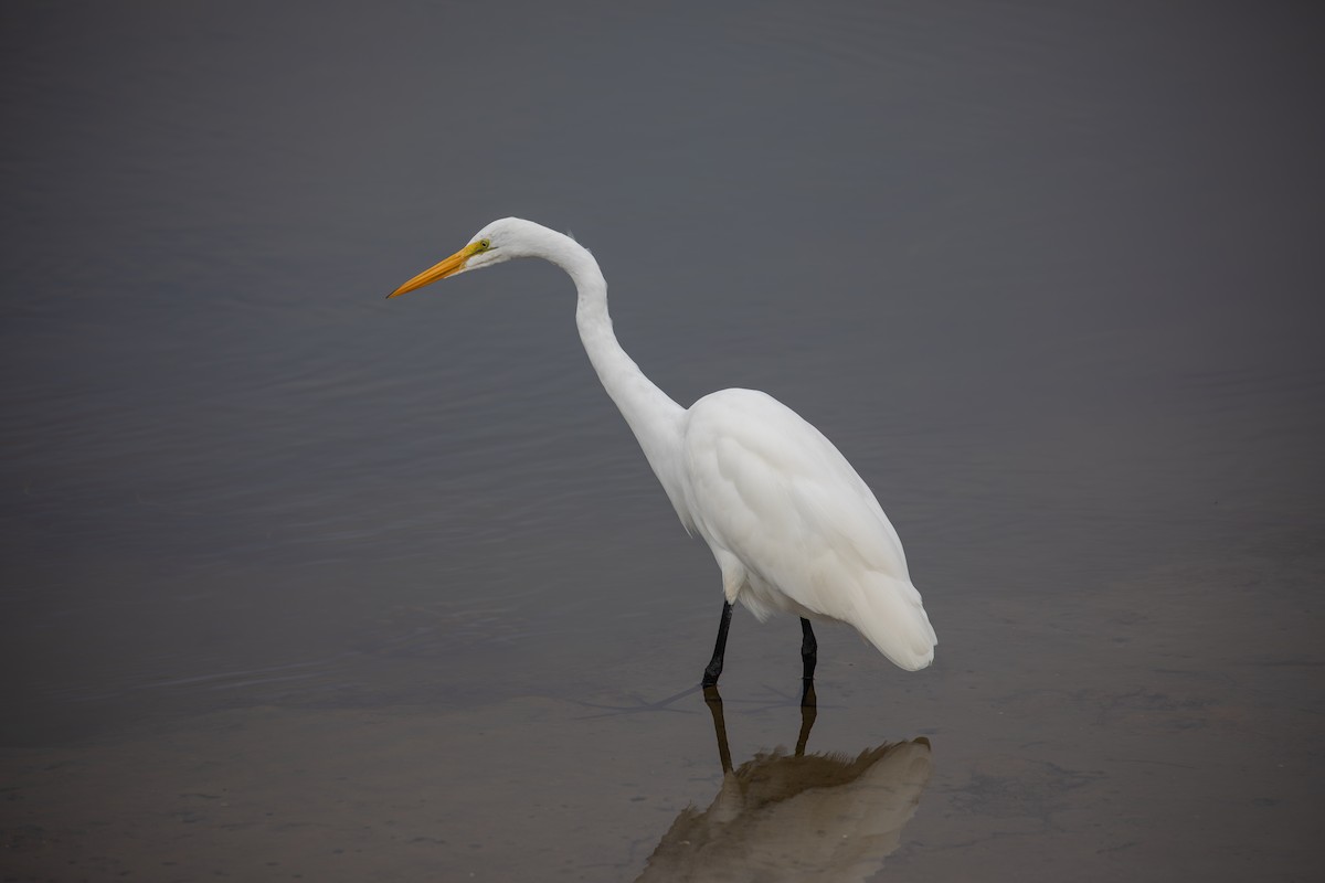 ダイサギ - ML646224415