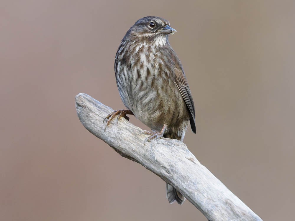 Song Sparrow - ML646224416