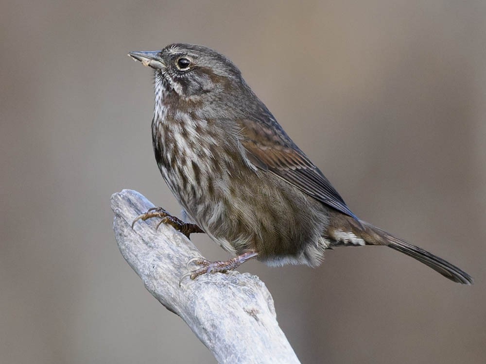 Song Sparrow - ML646224417