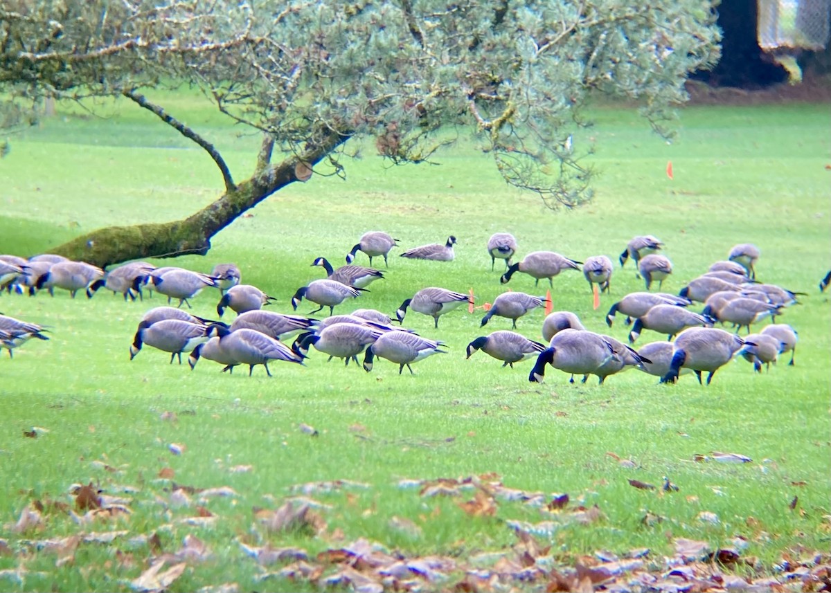 Canada Goose - ML646224418