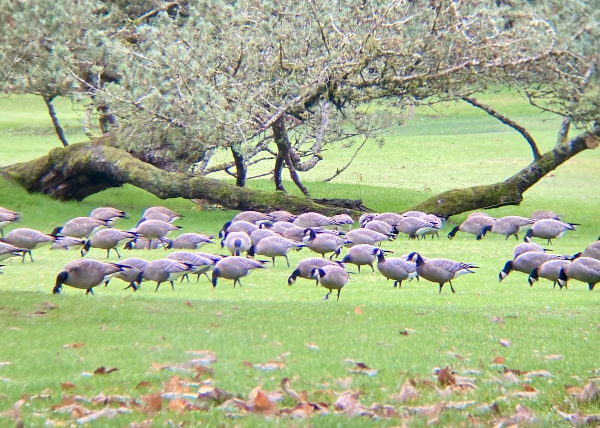 Canada Goose - ML646224419