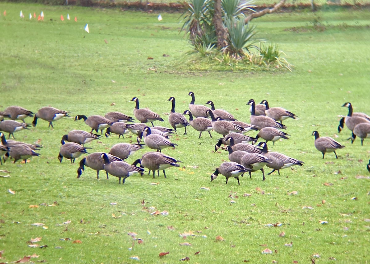 Canada Goose - ML646224420
