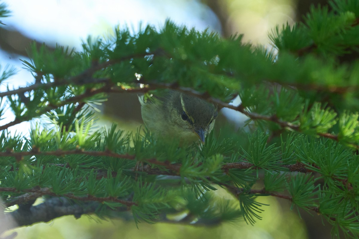 honshusanger - ML646224430