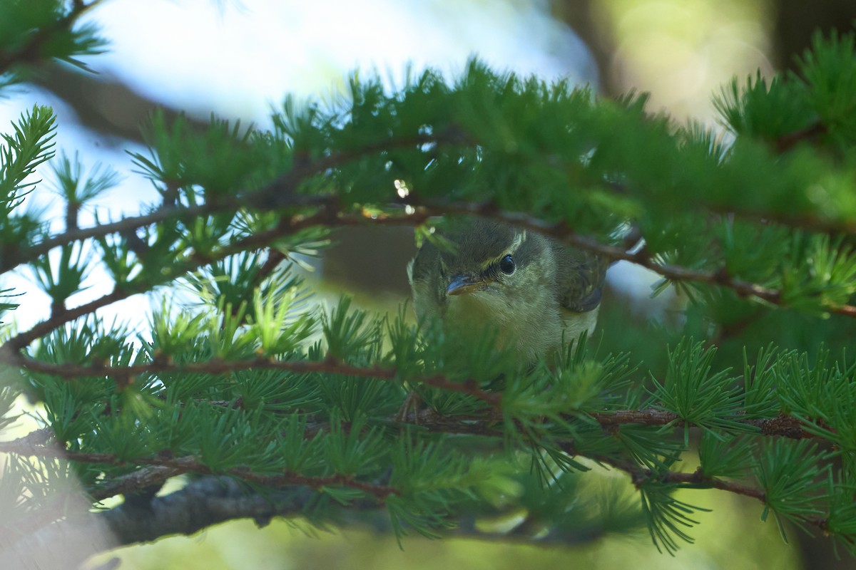 honshusanger - ML646224431