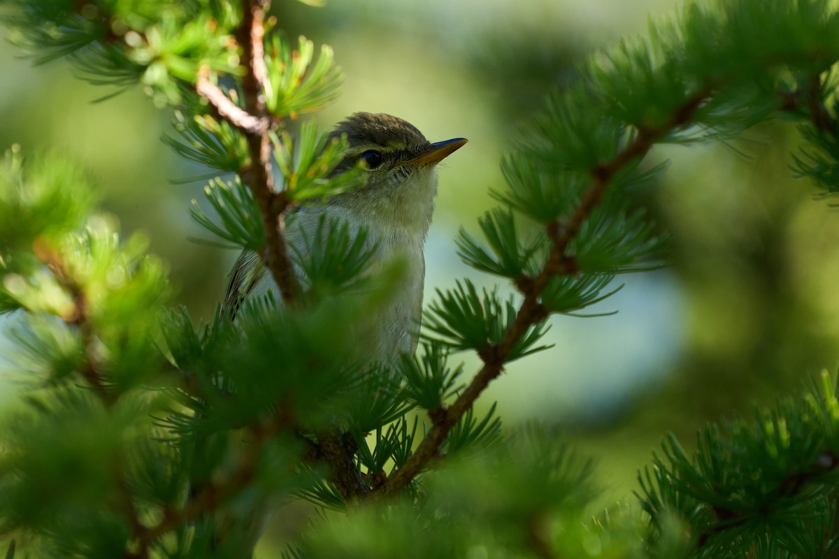 honshusanger - ML646224432