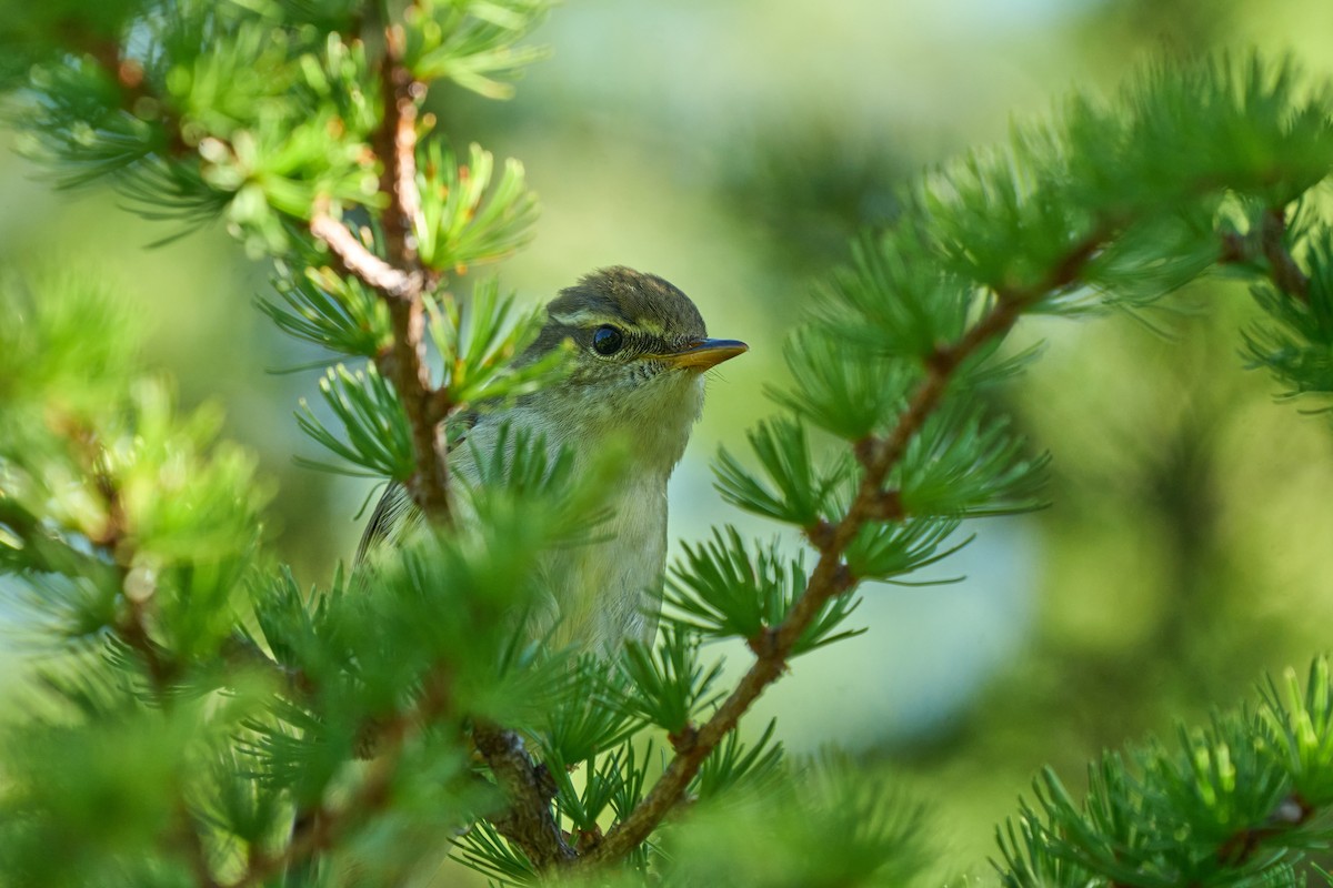 honshusanger - ML646224433