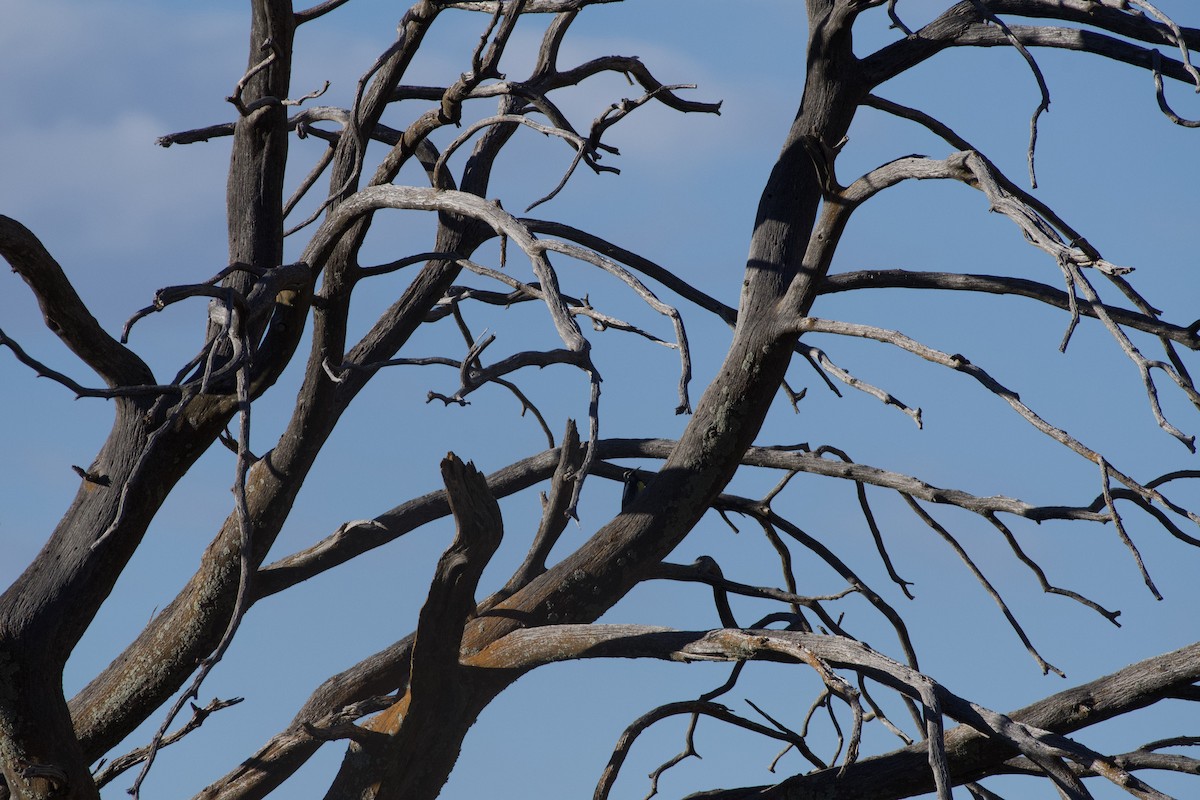 Williamson's Sapsucker - ML646224434