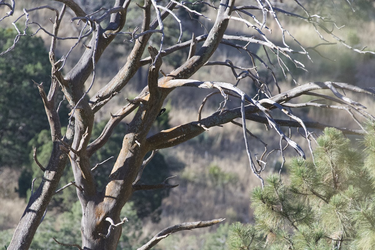 Williamson's Sapsucker - ML646224435