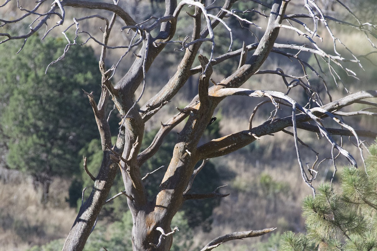 Williamson's Sapsucker - ML646224436