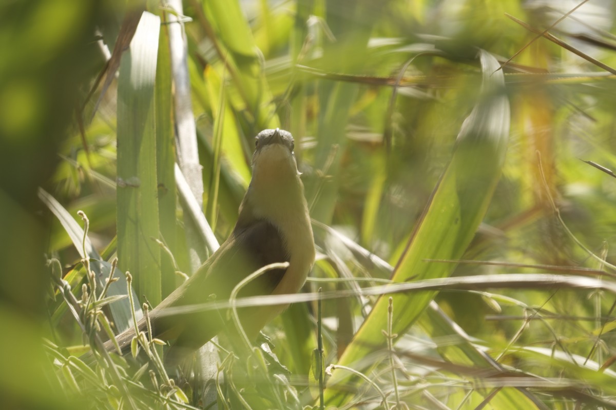Галапагосская пиайя - ML646224437