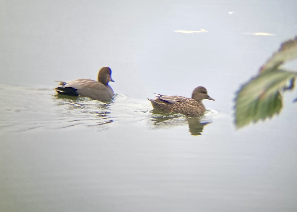 Нерозень - ML646224440