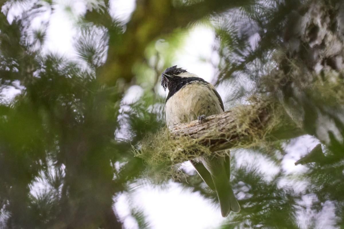 svartmeis - ML646224441