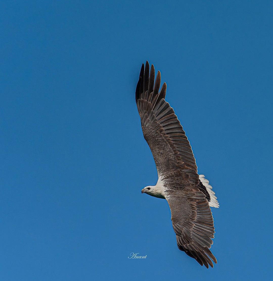 orel bělobřichý - ML646224444