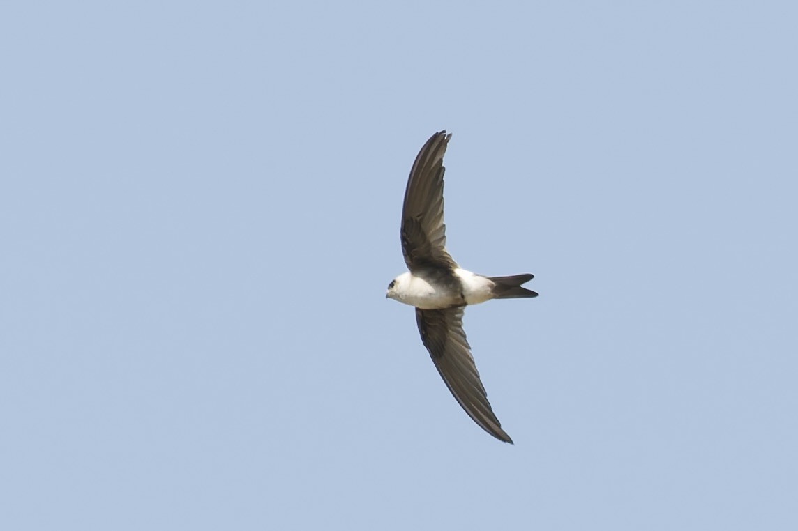 Andean Swift - ML646224445