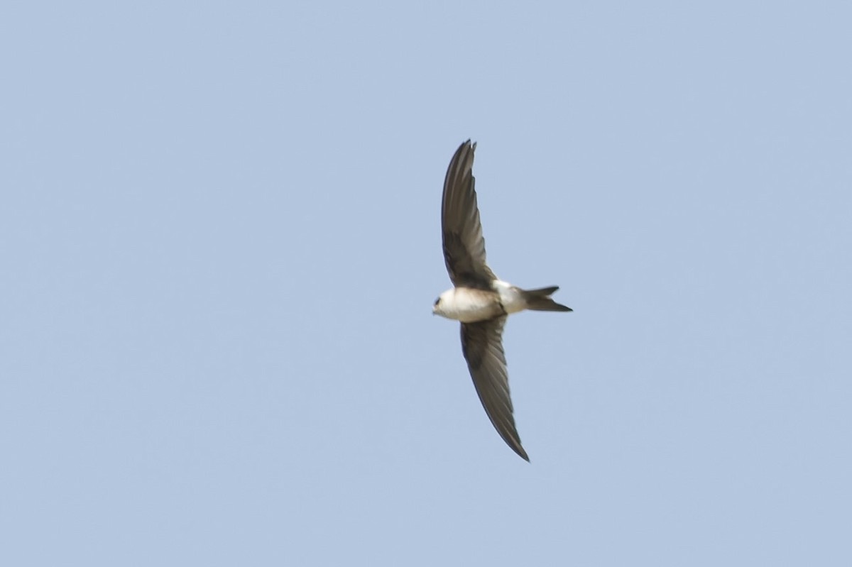 Andean Swift - ML646224446