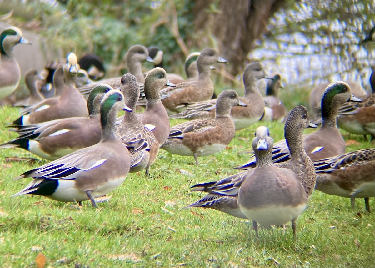 American Wigeon - ML646224447