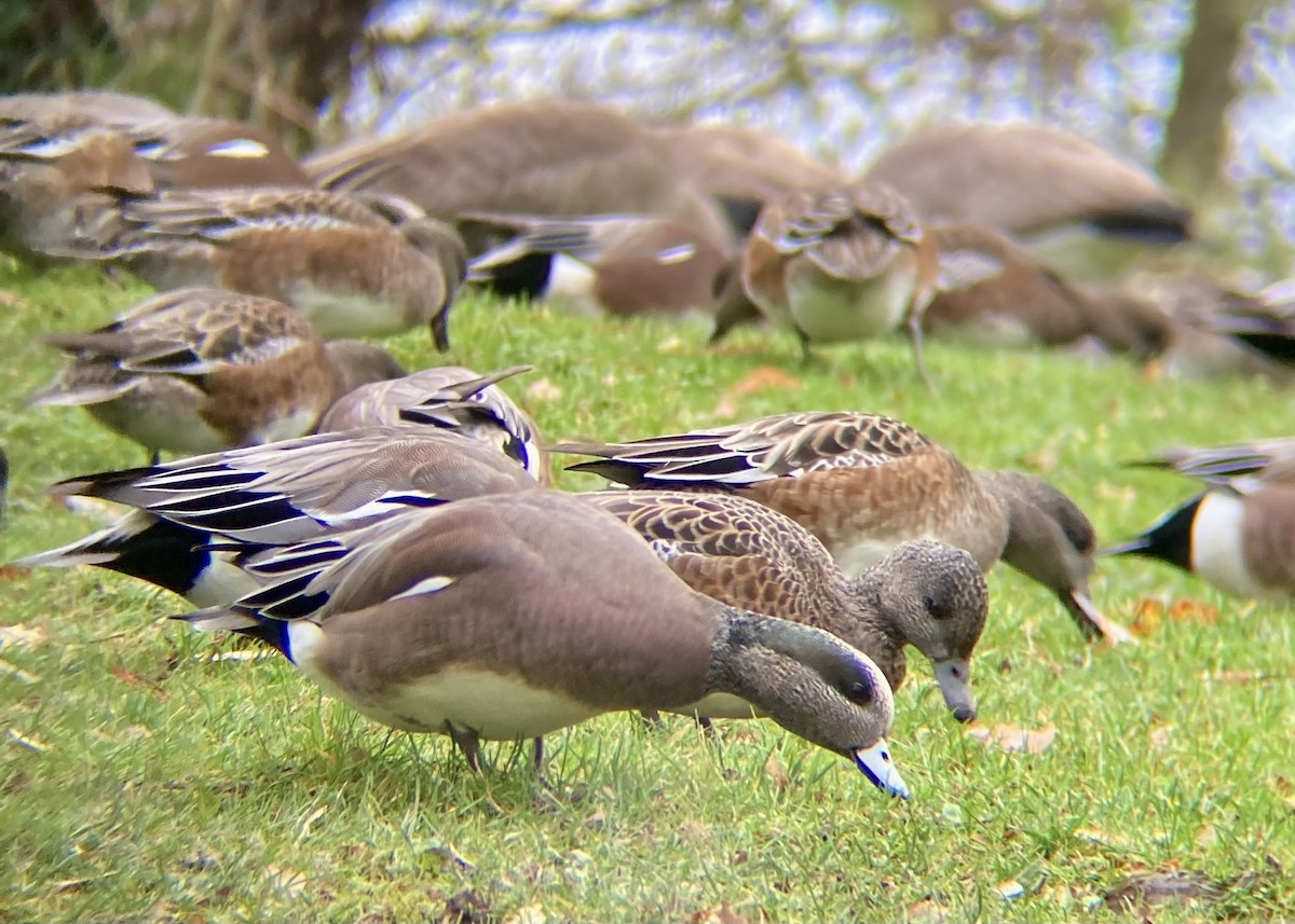 American Wigeon - ML646224448